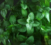 Buy Green Mint Seeds Online - Fresh and Aromatic Herbs for Your Garden