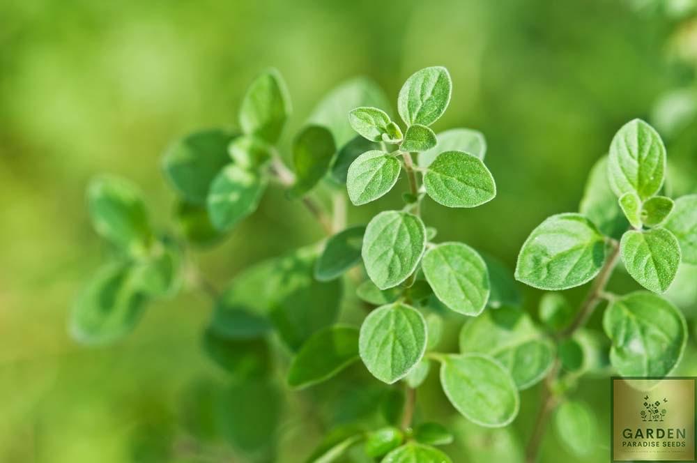 Shop for Greek Oregano Seeds - Elevate Your Culinary Skills with this Distinctive Herb