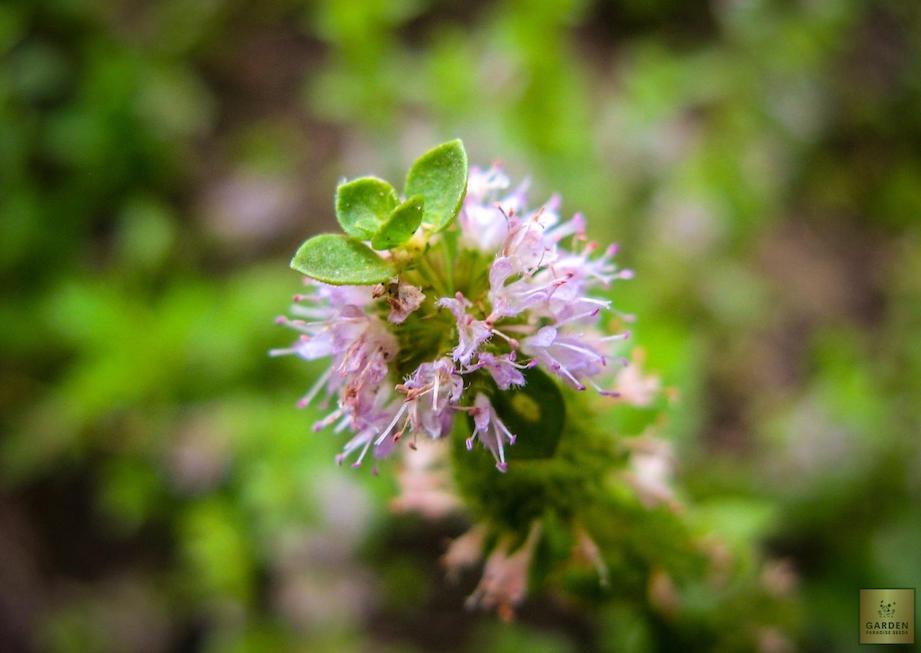 Premium Pennyroyal Seeds - Start a herbal haven with these high-quality seeds