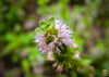 Premium Pennyroyal Seeds - Start a herbal haven with these high-quality seeds