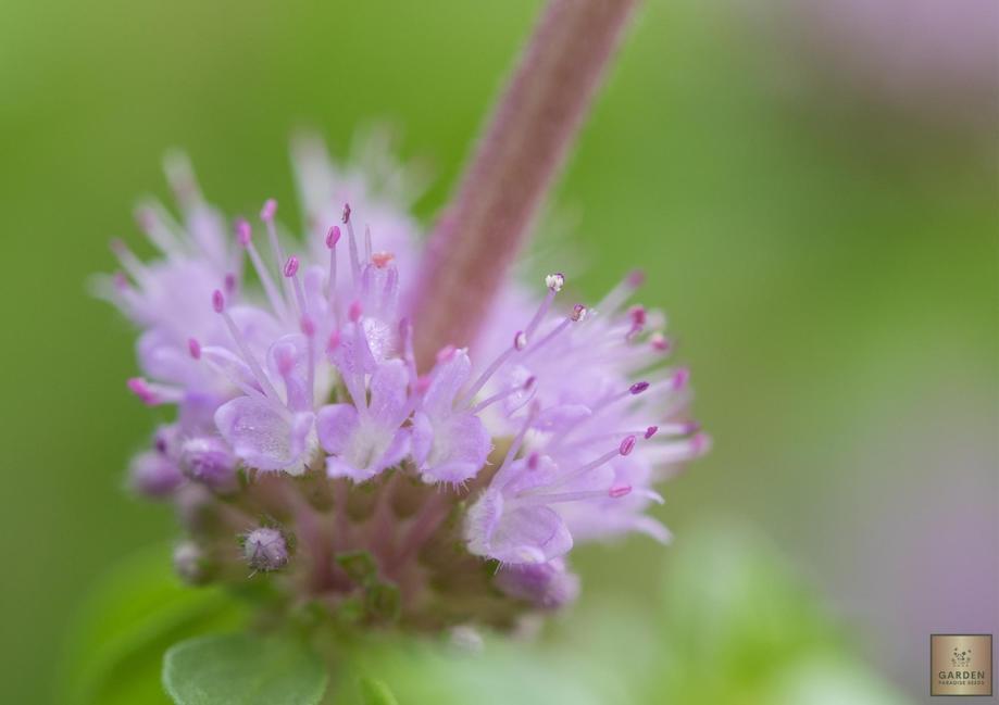 Pennyroyal Seeds - Grow fragrant and pest-repellent plants in your garden
