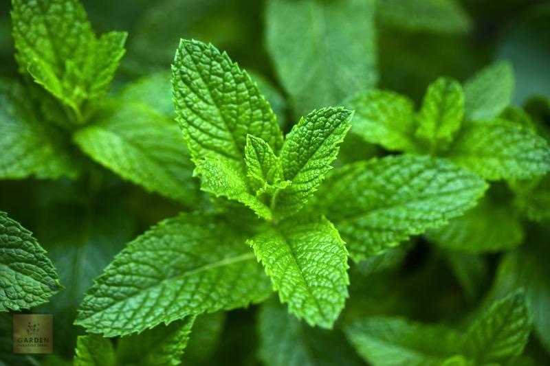 Elevate Your Senses: Get Peppermint for Aromatic and Flavorful Adventures