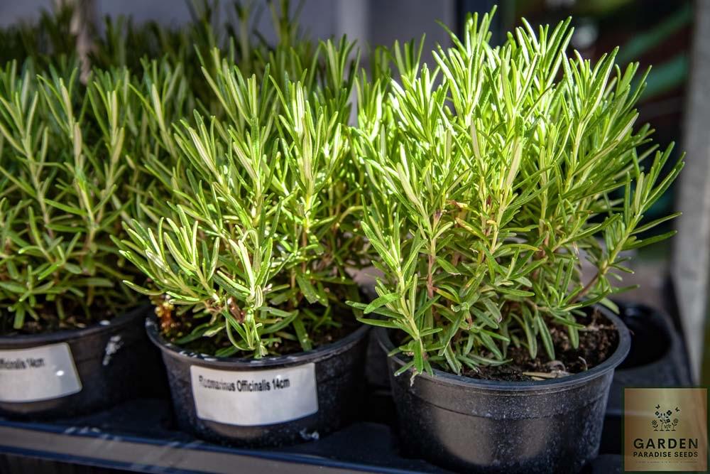 Start Your Garden with Rosemary Seeds - Enjoy Fresh and Flavorful Herb