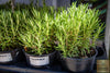 Start Your Garden with Rosemary Seeds - Enjoy Fresh and Flavorful Herb