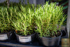 Indlæs billede i gallerifremviser, Start Your Garden with Rosemary Seeds - Enjoy Fresh and Flavorful Herb