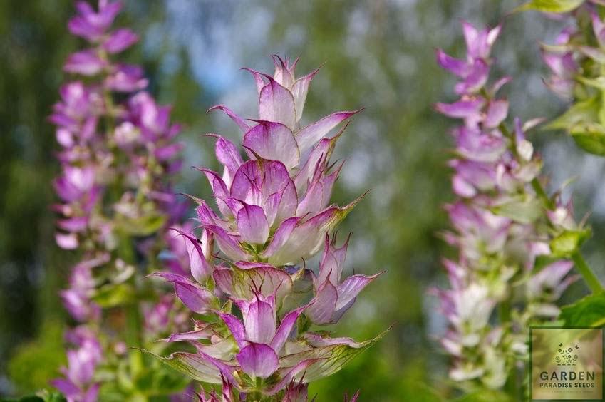Get Sage Painted Seeds - Cultivate a Kaleidoscope of Shades