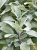 Transform Your Outdoor Space with Spanish Sage Seeds - Buy Now and Bring a Mediterranean Touch to Your Garden!