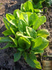 Premium Sorrel Seeds for Sale - Elevate Your Culinary Garden