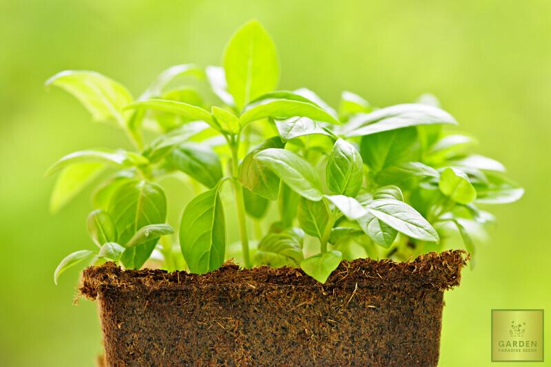 Premium Sweet Basil Seeds - Start a culinary adventure with these high-quality seeds