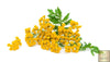 Tansy Seeds - Aromatic Herb for Garden Enthusiasts 