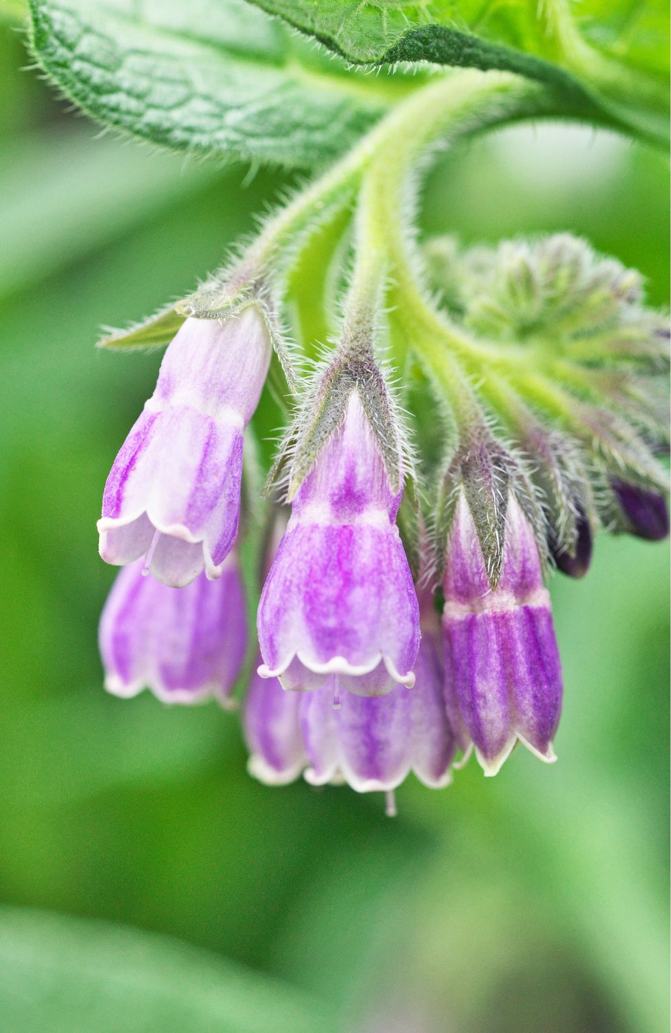 Buy Comfrey Seeds - Cultivate Healing Herbs in Your Garden