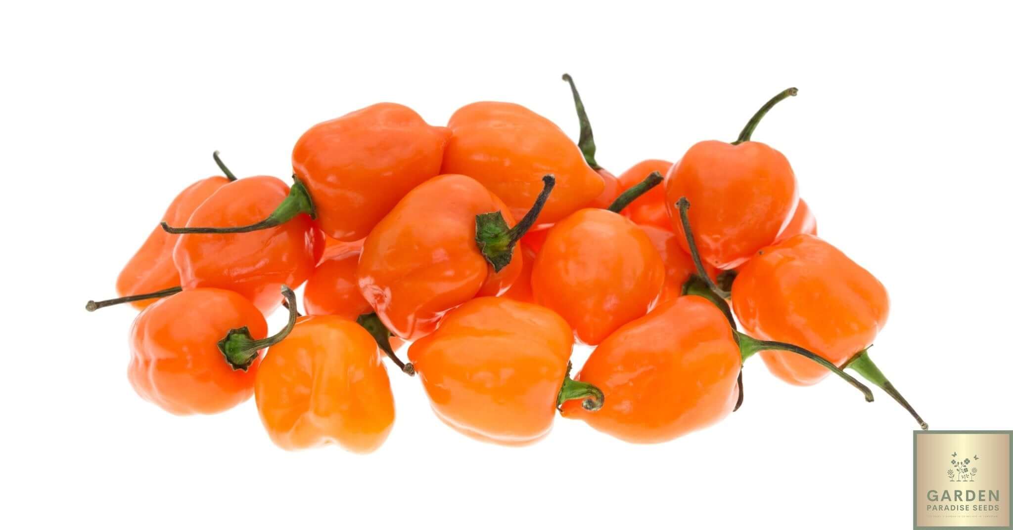 Grow Habanero Orange Peppers - Order Your Seeds!