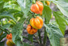 Hot Habanero Orange Seeds - Shop Now and Savor the Heat!