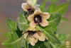 Carica l&#39;immagine nel visualizzatore Galleria, Shop for Top-Quality Hyoscyamus Niger Seeds | Black Henbane Varieties Available