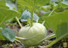 Afbeelding laden in galerijviewer, Elevate Your Veggie Patch: Get Kohlrabi Delicacy White for Tasty Harvests