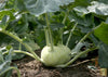 Crisp White Kohlrabi: Buy for Mild and Refreshing Garden Treats