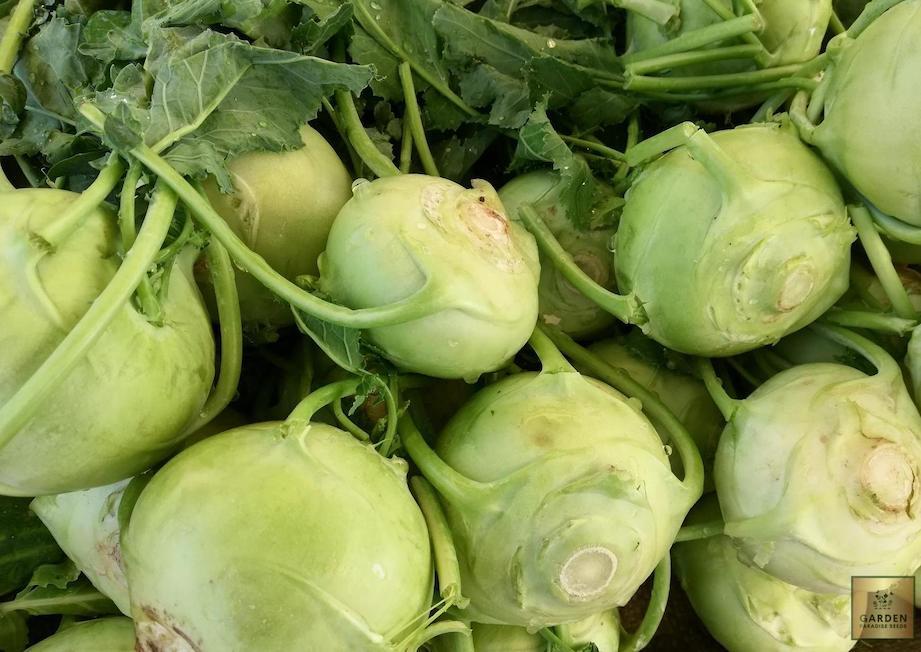 Wholesome Culinary Adventure: Purchase Kohlrabi Delicacy White for Flavorful Dishes