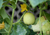 Indlæs billede i gallerifremviser, Elevate Your Cucumber Patch: Purchase Crystal Lemon Seeds for Flavorful Bites