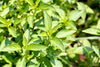 Elevate Your Herb Garden: Purchase Lemon Basil Seeds for Fragrant Harvests