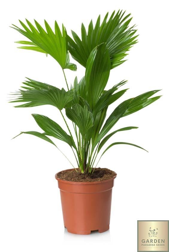Explore Livistona Rotundifolia Seeds | Grow Your Own Serdang Palm