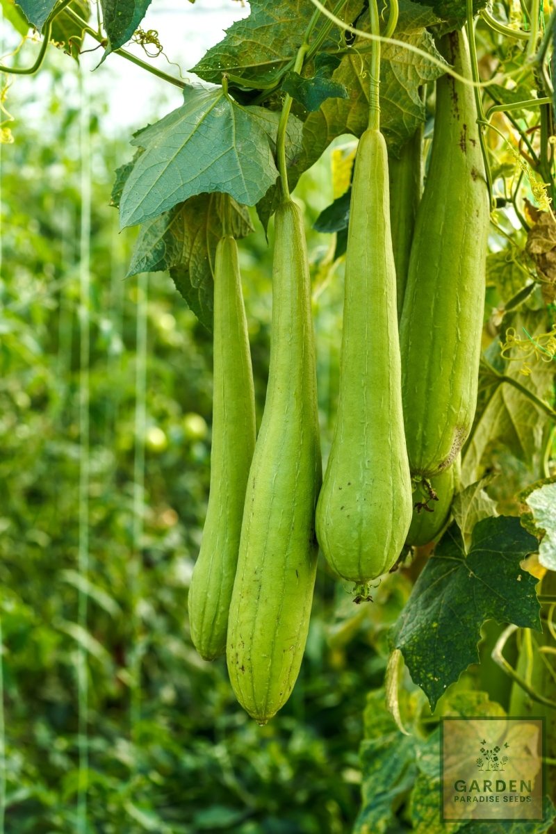Shop Luffa Gourd Seeds - Grow Your Own Natural Sponges