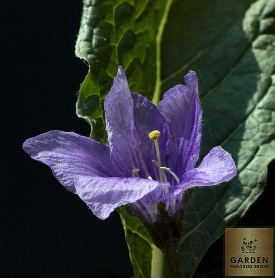 Buy Mandrake Seeds Online | Enhance Your Garden with Mystical Mandragora Officinarum 