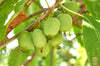 Hardy Kiwi Marvel: Buy Actinidia arguta for a Unique and Flavorful Twis