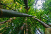 Lataa kuva gallerian katseluohjelmaan, Start Your Bamboo Garden with Phyllostachys Moso Bamboo Seeds | Grow Majestic and Fast-Growing Bamboo