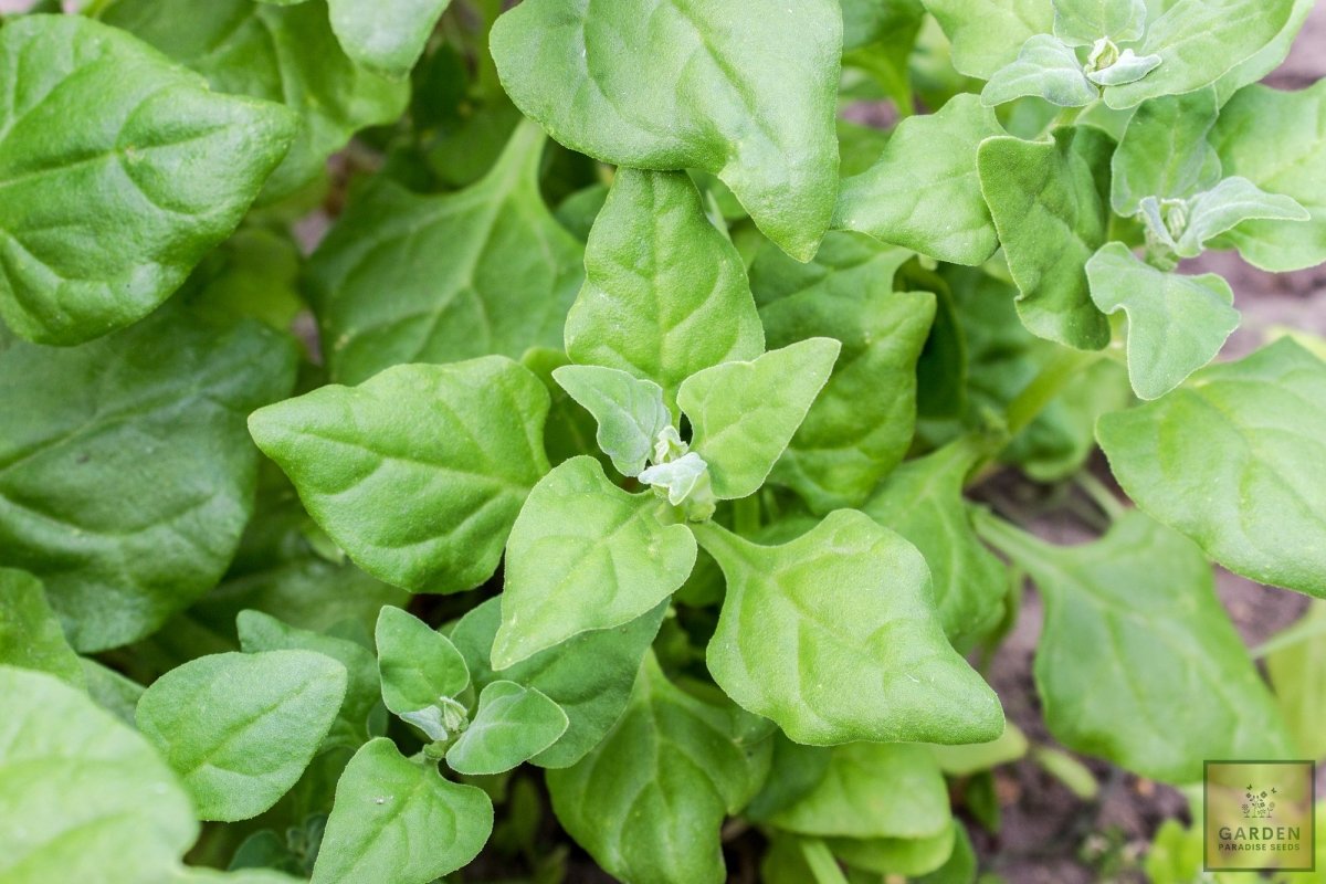 Fresh and Versatile: Get New Zealand Spinach Seeds for Flavorful Culinary Delights