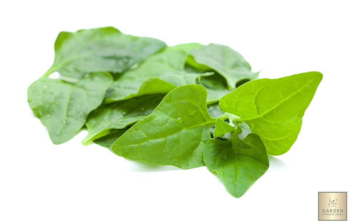 Leafy Perfection: Buy New Zealand Spinach Seeds for Vibrant and Robust Greens