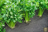 Buy Noble Celery Seeds: Crisp and Flavorful Garden Staple