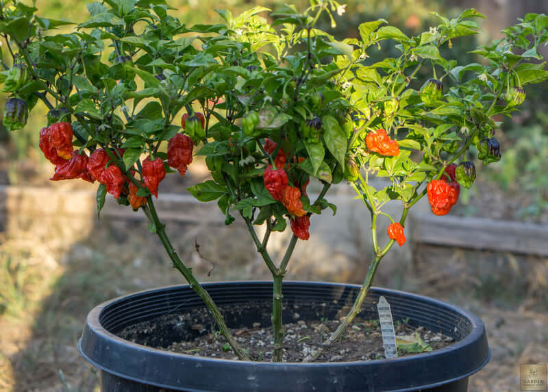 Plant Shop | Buy Chili Pepper Carolina Reaper – Garden Paradise