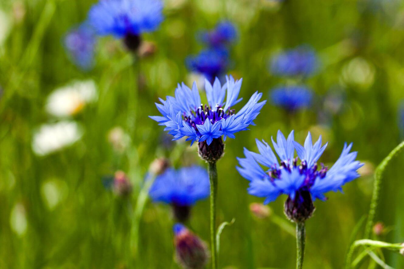 Get your hands on high-quality Centaurea Cyanus seeds, also known as blue cornflower. These small, dark seeds produce beautiful flowers and are ideal for planting.