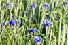 Indlæs billede i gallerifremviser, Buy Centaurea Cyanus seeds online for planting or research. These high-quality seeds produce beautiful blue cornflowers and are available now. Shop today!