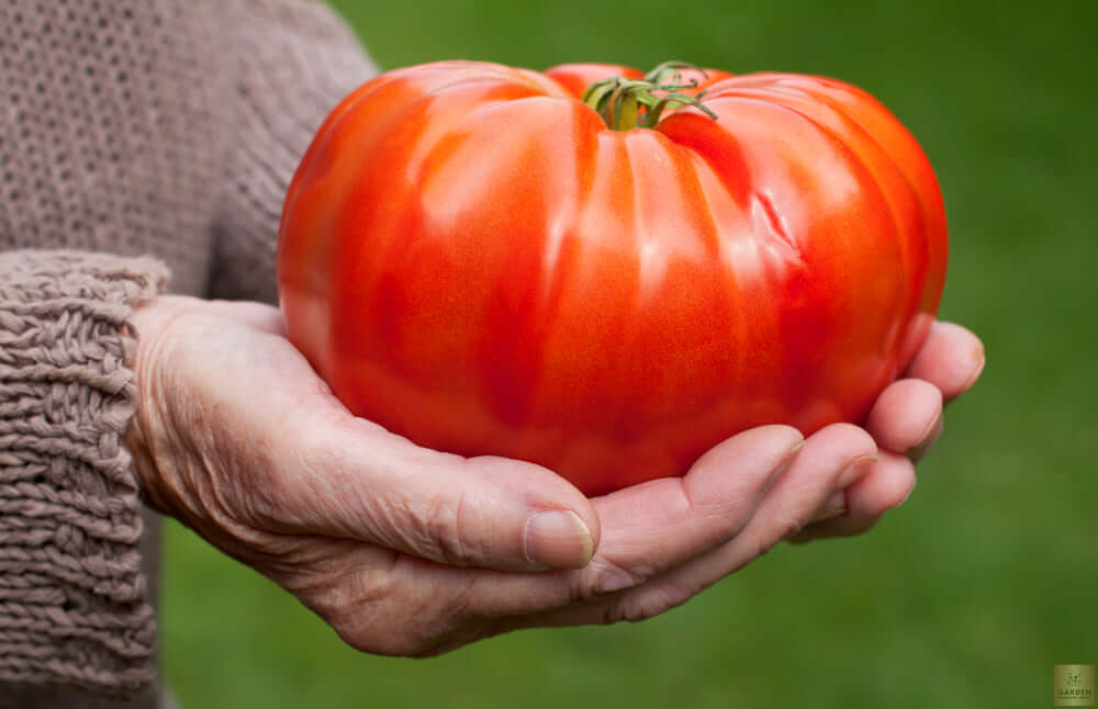 Premium Organic Giant Tomato Seeds - Start a bountiful harvest with these high-quality seeds