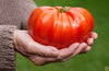 Load image into Gallery viewer, Premium Organic Giant Tomato Seeds - Start a bountiful harvest with these high-quality seeds