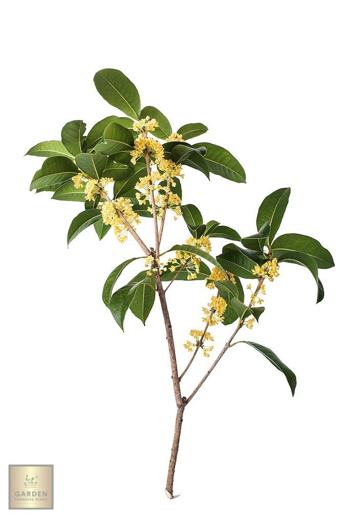 Garden Perfume: Buy Osmanthus Fragrans for Exquisite Blooms and Scent