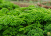 Culinary Romance: Get Parsley Aphrodite for Love-Infused Herb Gardens