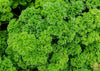 Elevate Your Cuisine: Purchase Parsley Aphrodite for Passionate Flavor Profiles