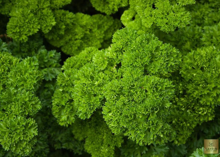 Flavorful Herb Elegance: Buy Parsley Aphrodite for Sensational Dishes