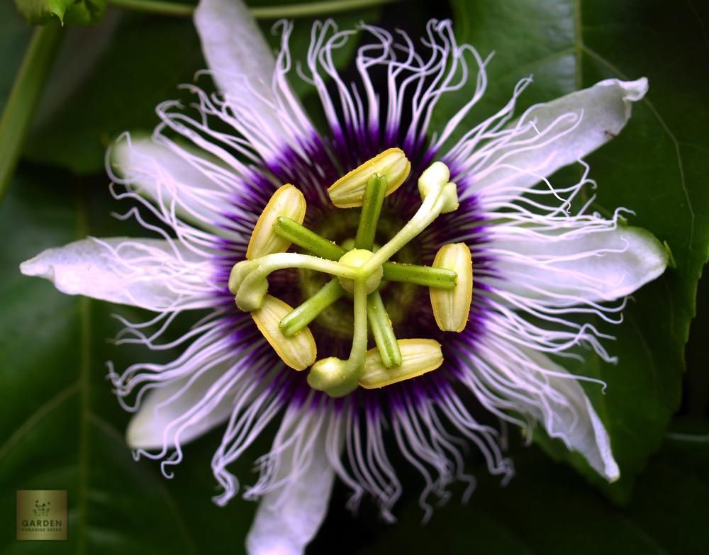 Elevate Your Outdoor Haven: Purchase Passionflower for Serene Ambiance