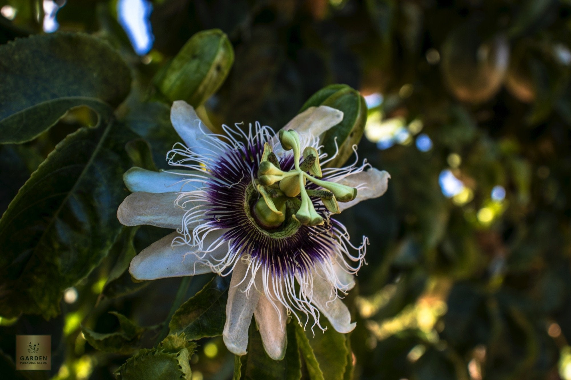 Garden Oasis: Buy Passionflower for Alluring Blooms and Tranquility