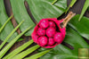Order Online Red Dragon fruit Seeds - Pitaya Growing Guide