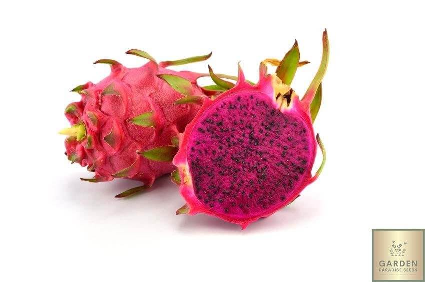 Buy Red Dragon Fruit Seeds Online | Enhance Your Garden with Beautiful Pitaya Plants