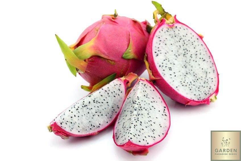 Start Your Garden with White Dragon Fruit Seeds | Cultivate Delicious and Healthy Pitaya 