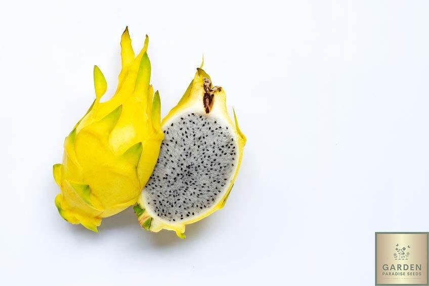 Shop for Top-Quality Pitaya Dragonfruit Seeds | Yellow Dragon Fruit Varieties Available 