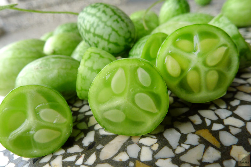 Start Your Garden with Cucamelons Sour Gherkin Seeds - Small and Flavorful Cucumber Alternative