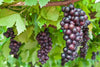 Premium Grape Seeds - Start a vineyard of flavorful grapes with these high-quality seeds