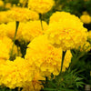 Get Yellow African Marigold Seeds - Cultivate Bright and Cheerful Flowers