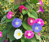 Garden Blossoms: Get Mixed Morning Glory for Vibrant and Captivating Flowers